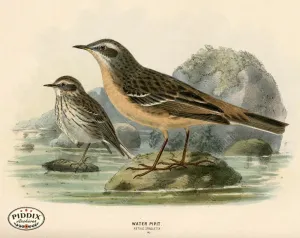 PDXC1257 -- Birds