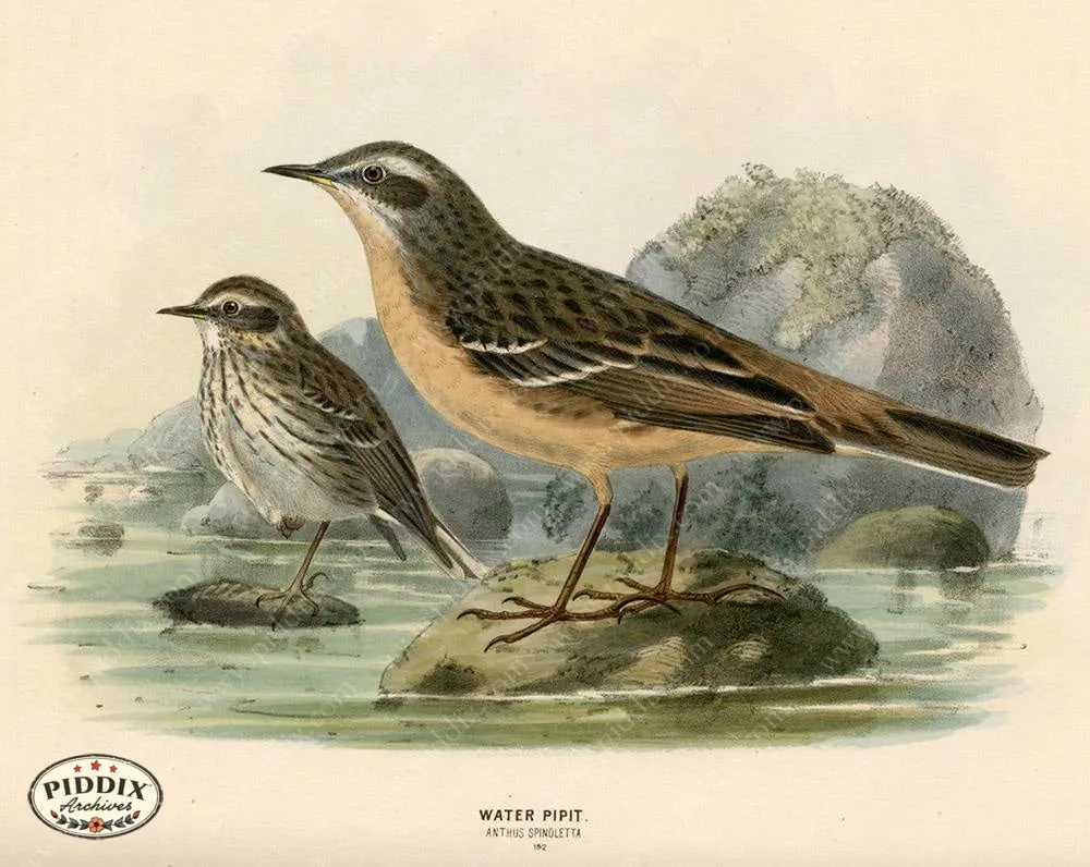 PDXC1257 -- Birds