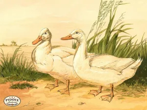 PDXC19424 -- Chickens & Poultry