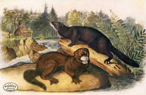 PDXC19443 -- Small Furry Animals