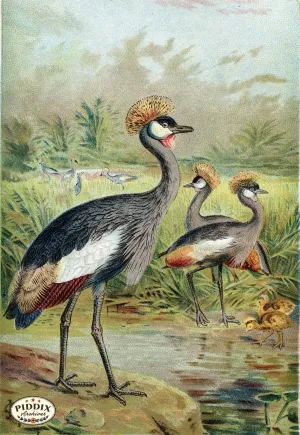 PDXC2459 -- Birds