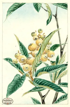 PDXC5492  -- Japanese Watercolors