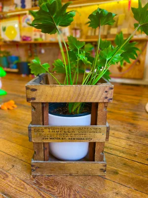 Vintage Wooden Water Bottle Crate