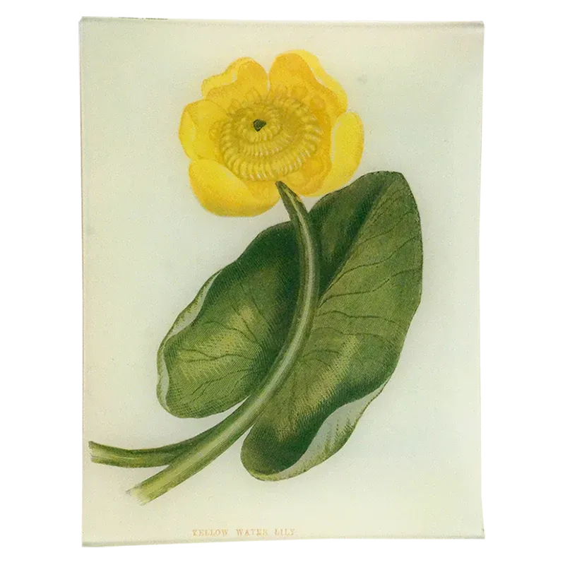Yellow Water Lily Flower Tray 10.5"