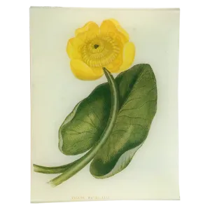 Yellow Water Lily Flower Tray 10.5"